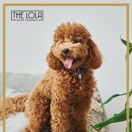 We are a pet-friendly community a cute puppy on a bed